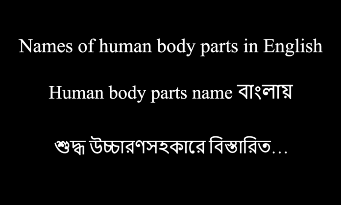 Human body parts